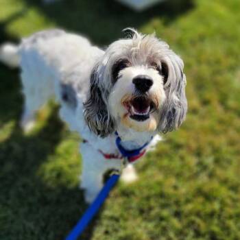 Bubbles -  Poodle and Mixed Breed Dog for Adoption in Dover, New Hampshire - Bubbles | PetCurious