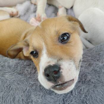 Mixed Breed Dogs Available for Adoption - ELLA | PetCurious