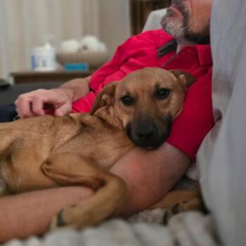 Falcon -  German Shepherd Dog and Black Mouth Cur Dog for Adoption in Philadelphia, Pennsylvania - Falcon | PetCurious