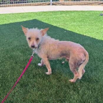 Carlos Carnitas -  Wirehaired Terrier Dog for Adoption in Walnut Creek, California - Carlos Carnitas | PetCurious