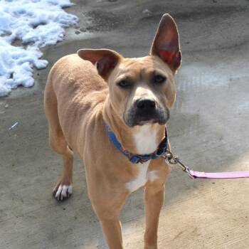 American Staffordshire Terrier Dogs Available for Adoption - Honey | PetCurious