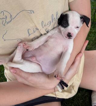 Dot -  Chihuahua and Miniature Pinscher Dog for Adoption in Gilberts, Illinois - Dot | PetCurious