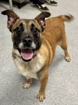 Boone -  Mixed Breed Dog for Adoption in St. Joseph, Michigan - Boone | PetCurious