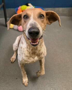 Clyde -  Hound Dog for Adoption in Amherst, Virginia - Clyde | PetCurious