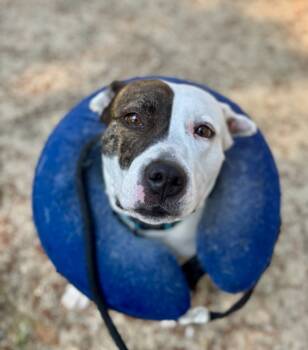 Rescue Pit Bull Terrier Dogs for Adoption in Lacey Township, New Jersey - Bacon | PetCurious