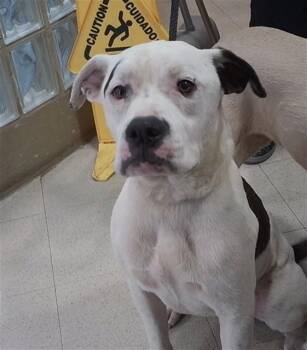 DUBLIN -  Pit Bull Terrier Dog for Adoption - DUBLIN | PetCurious