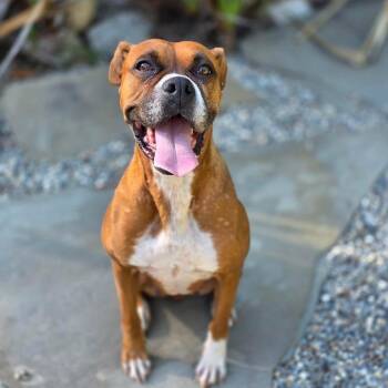 Ellie -  Boxer Dog for Adoption in Woodinville, Washington - Ellie | PetCurious