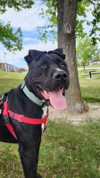 Pit Bull Terrier Dogs Available for Adoption in West Valley City, Utah - SPAGHETTI | PetCurious