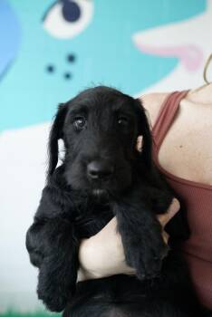 Charm -  Poodle and Golden Retriever Dog for Adoption in Pasadena, California - Charm | PetCurious