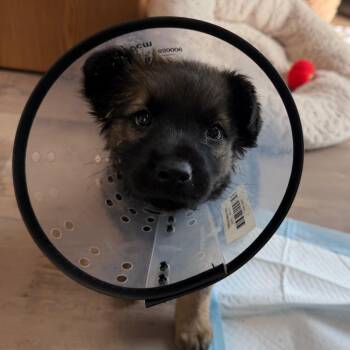 Aria -  Shepherd and Mixed Breed Dog for Adoption in Durango, Colorado - Aria | PetCurious
