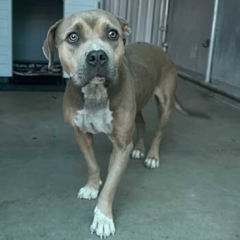 Rescue Terrier Dogs for Adoption in St. Louis, Missouri - Shoes | PetCurious