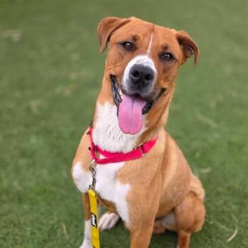 Golden Retriever and Mixed Breed Dogs Available for Adoption in Las Vegas, Nevada - BOWSER | PetCurious