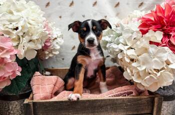 Dumpling Squash -  Terrier Dog for Adoption in Newberg, Oregon - Dumpling Squash | PetCurious