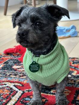 Shaker -  Shih Tzu Dog for Adoption - Shaker | PetCurious