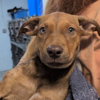 Catapult -  Labrador Retriever and Hound Dog for Adoption in Hattiesburg, Mississippi - Catapult | PetCurious