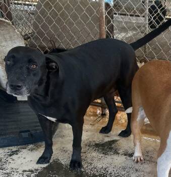 Rescue Black Labrador Retriever Dogs for Adoption in Bruce, Mississippi - Lady | PetCurious