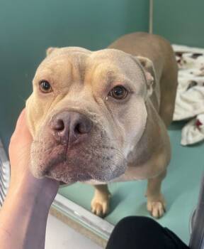 Rescue Pit Bull Terrier Dogs for Adoption in Roanoke, Virginia - Thicc-Ina | PetCurious