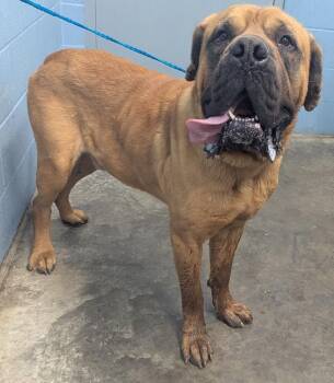 Jabba -  Cane Corso Dog for Adoption in Evansville, Indiana - Jabba | PetCurious
