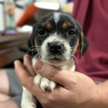 Beagle Dogs Available for Adoption in Columbia, South Carolina - Waffle Fry | PetCurious