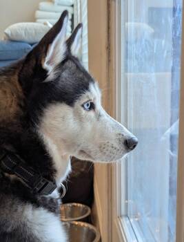 Dakota -  Siberian Husky Dog for Adoption in Pflugerville, Texas - Dakota | PetCurious