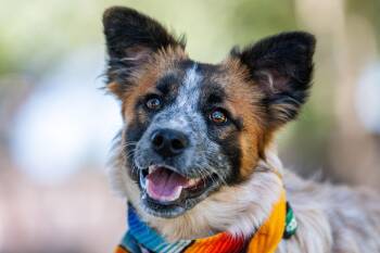 Alex -  Australian Cattle Dog Blue Heeler and Australian Shepherd Dog for Adoption in Santa Rosa, California - Alex | PetCurious