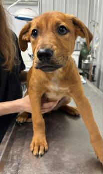 Rescue Coonhound and Cattle Dog Dogs for Adoption in Hillsdale, Indiana - Winchestor | PetCurious