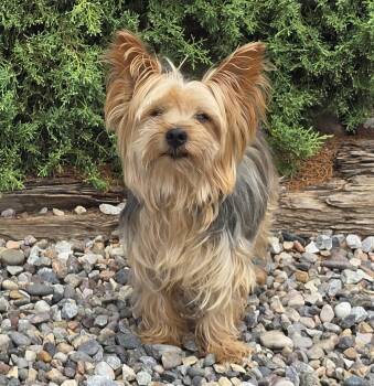 Wise Lil Mr Whisper - YUMMY -  Yorkshire Terrier Dog for Adoption in North Valley, New Mexico - Wise Lil Mr Whisper - YUMMY | PetCurious