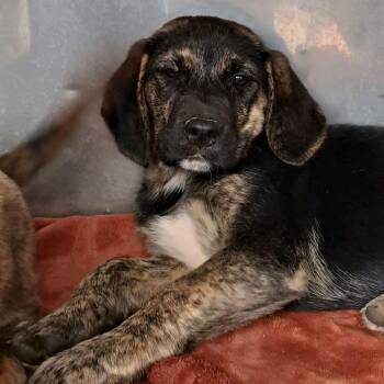 Mixed Breed Dogs Available for Adoption - Fara | PetCurious