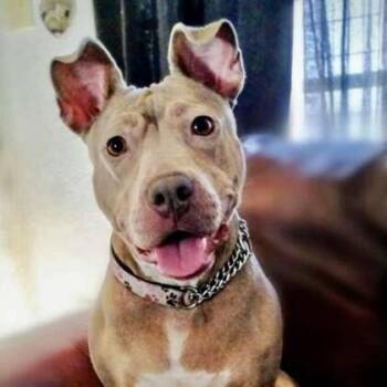 Wera -  American Staffordshire Terrier and Mixed Breed Dog for Adoption in Houston, Texas - Wera | PetCurious
