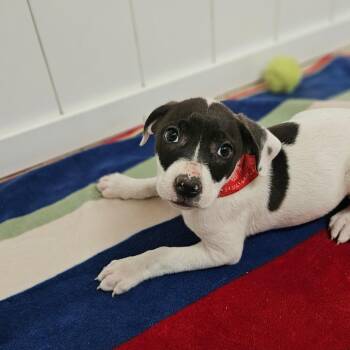 Thalia Grace -  Pit Bull Terrier and Mixed Breed Dog for Adoption in Springfield, Missouri - Thalia Grace | PetCurious