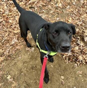 Black Labrador Retriever Dogs Available for Adoption - Rushmore | PetCurious