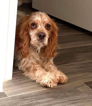 Cocker Spaniel Dogs Available for Adoption in Mcallen, Texas - Trumper  | PetCurious