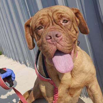 Lil Mamma -  Dogue De Bordeaux and Mixed Breed Dog for Adoption in Champaign, Illinois - Lil Mamma | PetCurious