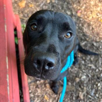 Maggie -  Mixed Breed Dog for Adoption in Chattanooga, Tennessee - Maggie | PetCurious