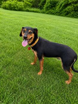 Chihuahua Dogs Available for Adoption in Nashville, Tennessee - Bryson | PetCurious