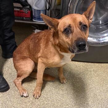 Kobe -  Shepherd and Pit Bull Terrier Dog for Adoption in San Gabriel, California - Kobe | PetCurious