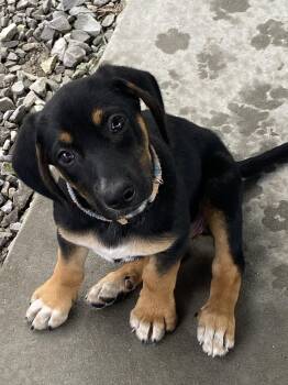Callie -  Beagle and Black Labrador Retriever Dog for Adoption in Hartford, Kentucky - Callie | PetCurious