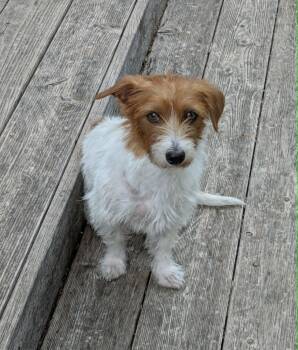 Jack Russell Terrier Dogs Available for Adoption in Round Rock, Texas - Cayenne | PetCurious