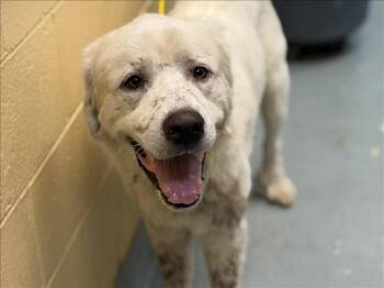 GILBERT -  Great Pyrenees Dog for Adoption in Tulsa, Oklahoma - GILBERT | PetCurious