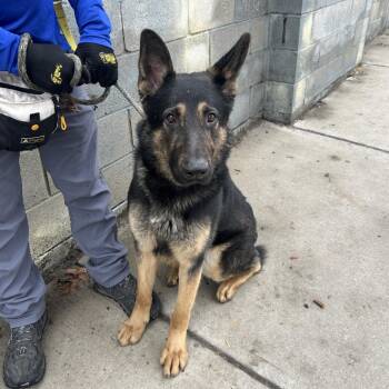 German Shepherd Dog Dogs Available for Adoption - Hercules | PetCurious