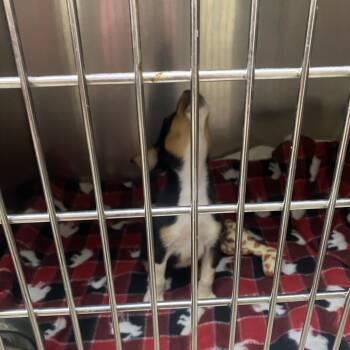 Tootsie Roll -  Hound and Mixed Breed Dog for Adoption in Jacksboro, Tennessee - Tootsie Roll | PetCurious