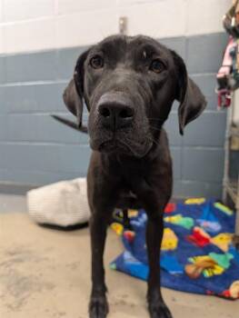 Labrador Retriever and Mixed Breed Dogs Available for Adoption in Tallahassee, Florida - ONYX | PetCurious