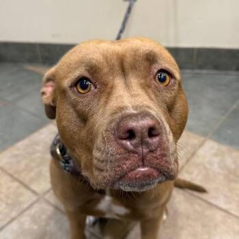 Mixed Breed Dogs Available for Adoption in Chattanooga, Tennessee - Emma Stone | PetCurious