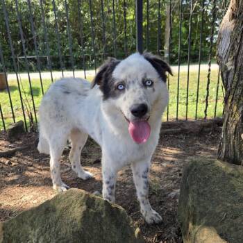 Denali -  Border Collie and Australian Shepherd Dog for Adoption in Mansfield, Texas - Denali | PetCurious