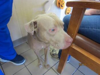 Rescue Pit Bull Terrier Dogs for Adoption in Ocala, Florida - HAZE | PetCurious