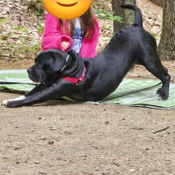 French Bulldog and Labrador Retriever Dogs Available for Adoption in Bedford, New Hampshire - Titan | PetCurious