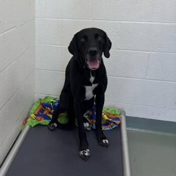 Black Labrador Retriever and Pointer Dogs Available for Adoption in Lyndhurst, Virginia - Orville | PetCurious