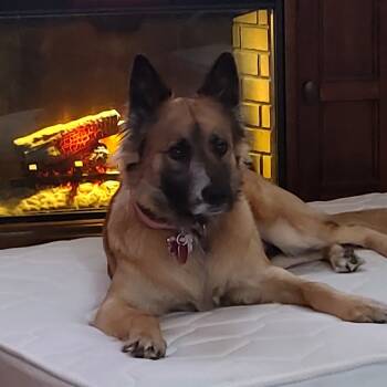 Rescue German Shepherd Dog and Border Collie Dogs for Adoption in Rossville, Georgia - Cookie | PetCurious