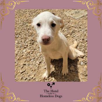 January -  Shepherd and Labrador Retriever Dog for Adoption in Cumberland, Rhode Island - January | PetCurious