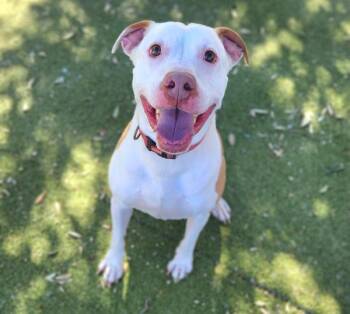 American Bulldog Dogs Available for Adoption - Helios | PetCurious